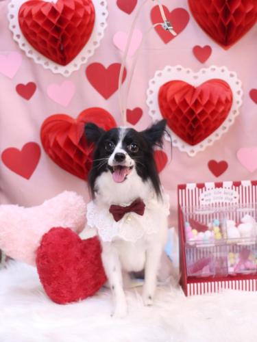 20240217レモンちゃん